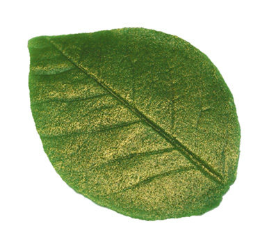 Rose petal glossy flat