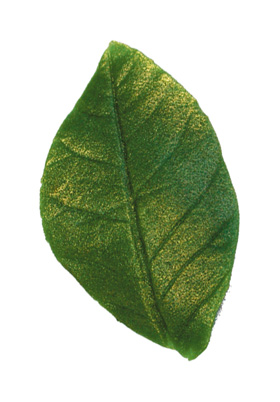 Rose petal glossy domed