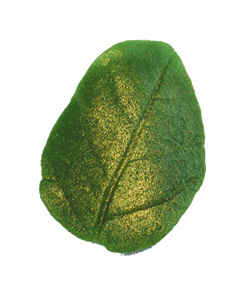 Rose petal glossy domed